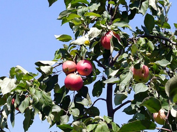apple tree dream