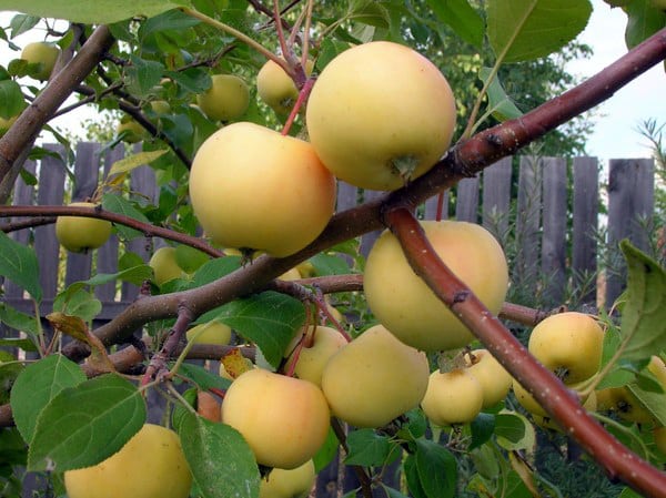 appelboom Ural-bulk