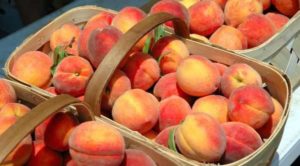 Hur man lagrar persikor hemma i kylen, frysen och källaren