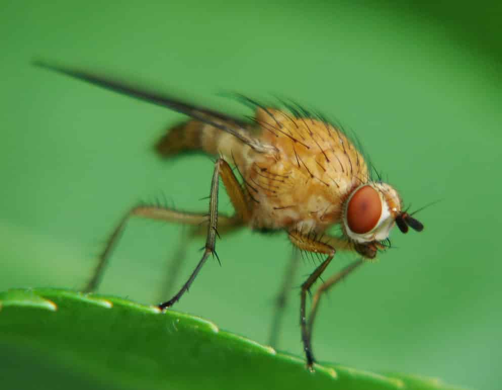 Raspberry stem fly