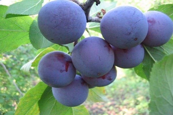 fialové ovoce