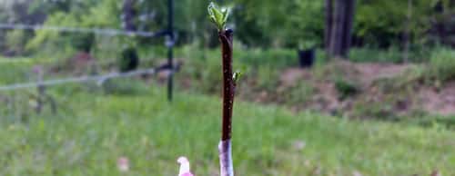 Propagation by root shoots