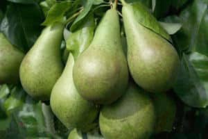 Description and characteristics of pear varieties Conference, planting and care