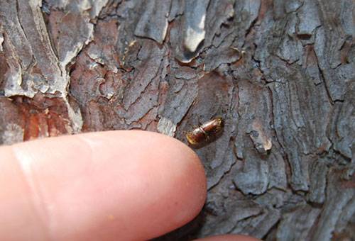 bark beetle sa puno ng mansanas