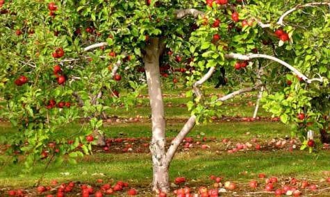 obelų grožis Sverdlovske