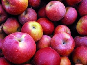Macintosh-omenoiden kuvaus ja ominaisuudet, istutus- ja hoitoominaisuudet