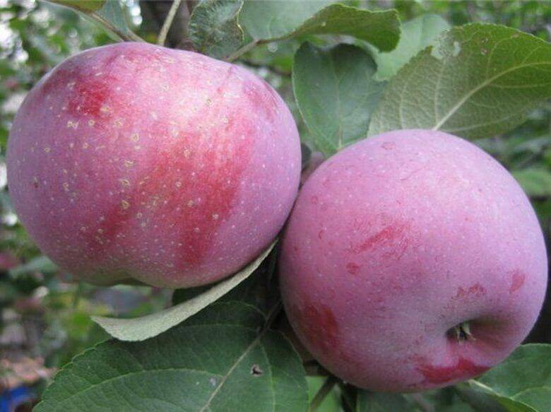 ต้นแอปเปิ้ล stroevskoe