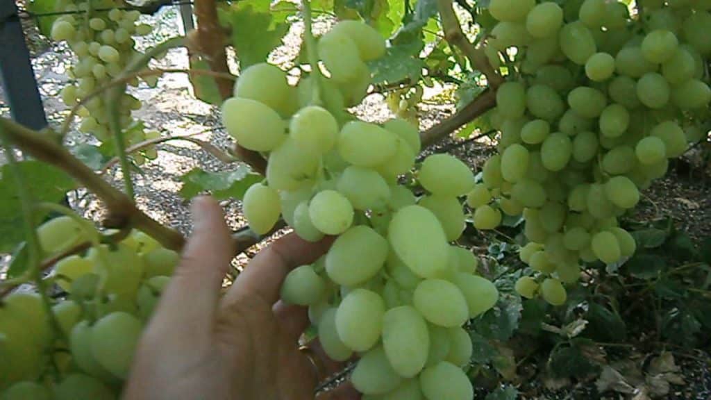 uvas largamente esperadas