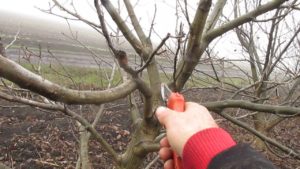 Jak prořezávat vlašské ořechy na jaře, v létě a na podzim a pravidla pro tvorbu korun
