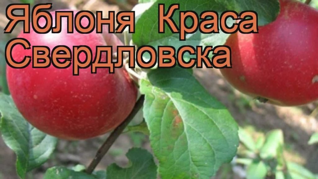 sverdlovsk elma ağacı güzelliği