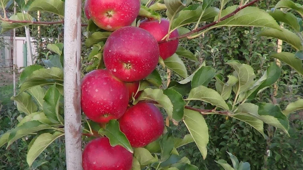 æble træ ligol