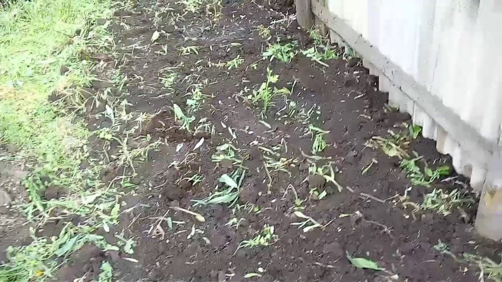 výsadba černice