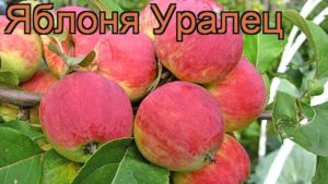 Beschrijving en specifieke kenmerken van de Uralets-appelboom, aanplant en verzorging