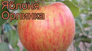 Opis i karakteristike Orlinka stabla jabuka, sadnja, uzgoj i njega