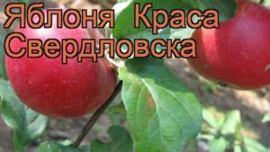 Opis a vlastnosti, výhody a nevýhody jablone Krasa Sverdlovsk, pravidlá pestovania