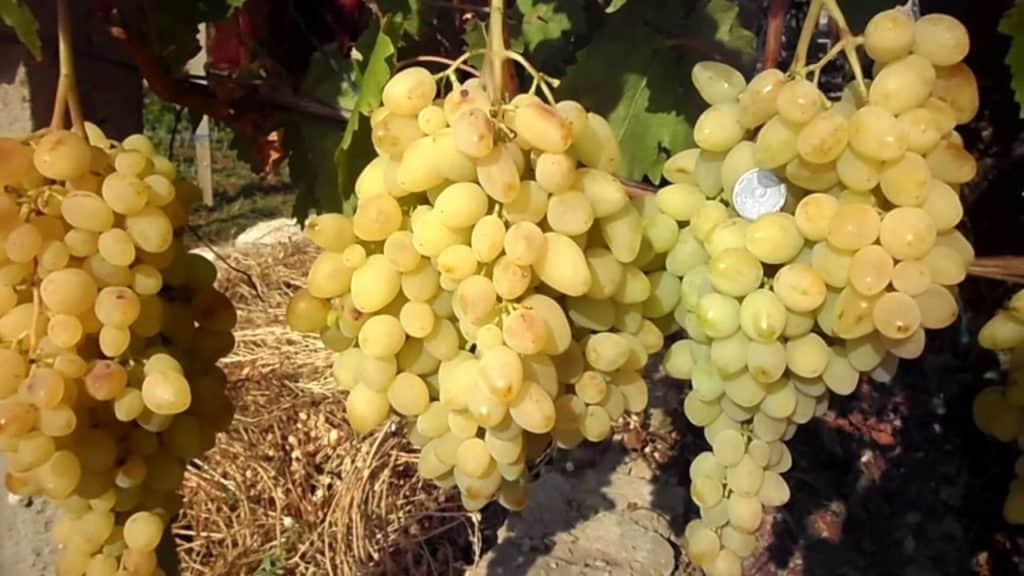 long-awaited grapes