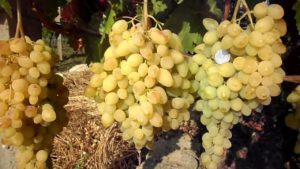 Description and characteristics of the long-awaited grape variety, yield and cultivation
