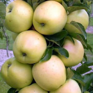 Opis a charakteristika odrody jabĺk Medoc, pravidlá pestovania a starostlivosti