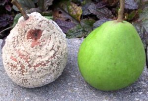 Why do pear fruits rot on a tree and what to do, measures to combat the disease