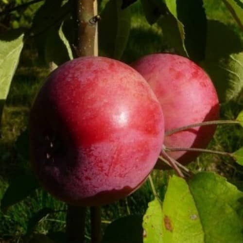 zuilvormige appelboom