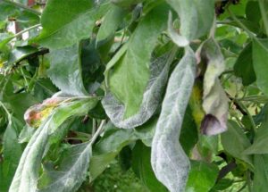 The reasons for the appearance of powdery mildew on an apple tree, how to fight and what to do for treatment
