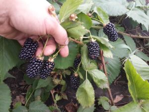 How to plant, grow and care for blackberries in the open field