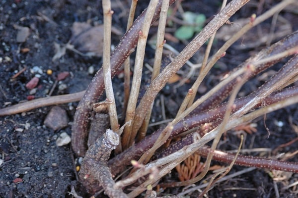 currant roots