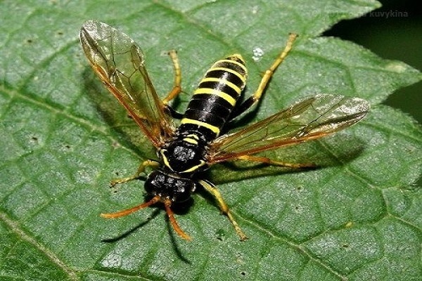 blackcurrant sawfly