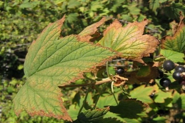 foglie di antracnosi