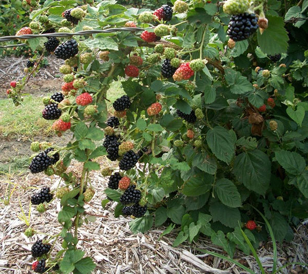 blackberry natchez