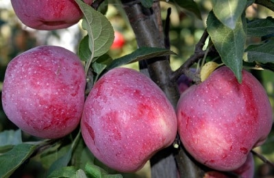 jabłoń jonathan