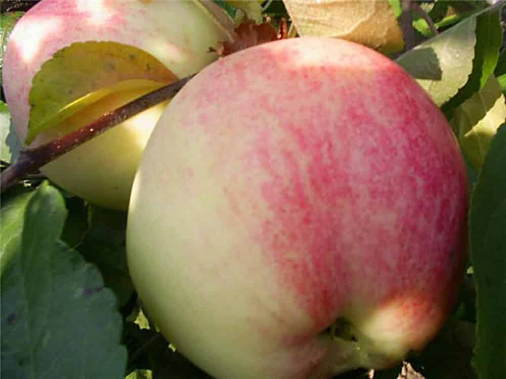 cây táo borovinka