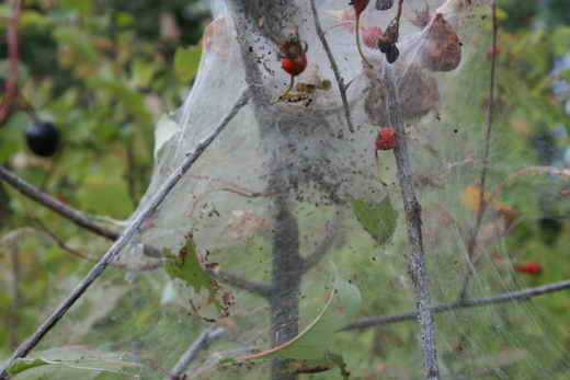 spindelvev på æbletræet
