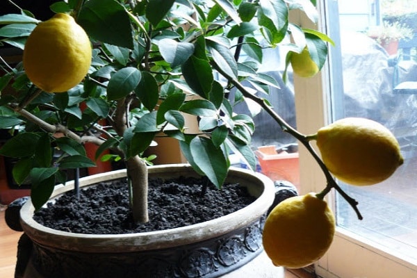 mājās gatavots citrons