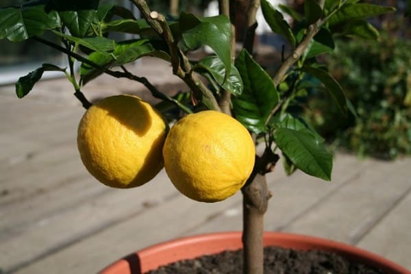 gele citroenen