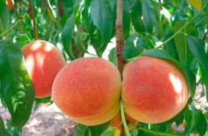 How to care for peaches in summer, autumn and spring during ripening and fruiting