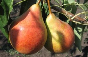Descripción y características de las variedades de pera Duchess (Williams), cultivo y cuidado.