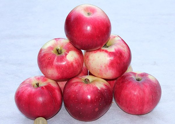 ābolu koku aports