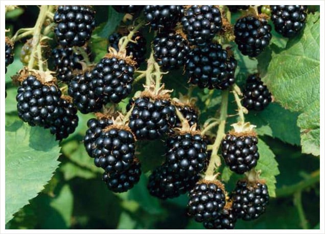 blackberry agáve