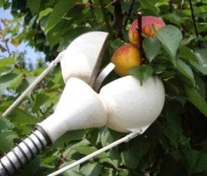 Varieties of devices for picking apples and how to do it yourself