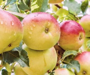 Opis i cechy jabłoni Cudowne, plon odmiany i uprawa