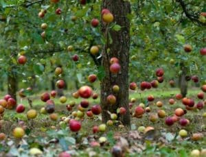 The reasons why the plum falls before it ripens and what to do