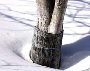 Genç elma ağaçlarını kışa nasıl uygun şekilde hazırlamalı ve neden örtü, malzemeler ve adım adım kılavuz