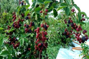How and what to feed blackberries in spring, summer and autumn during flowering and fruiting