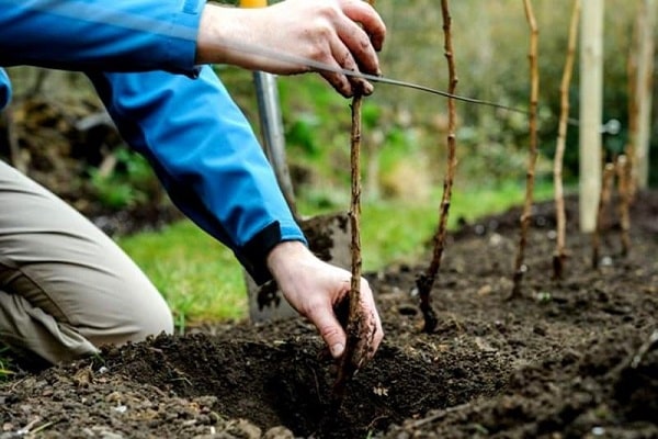 planting root