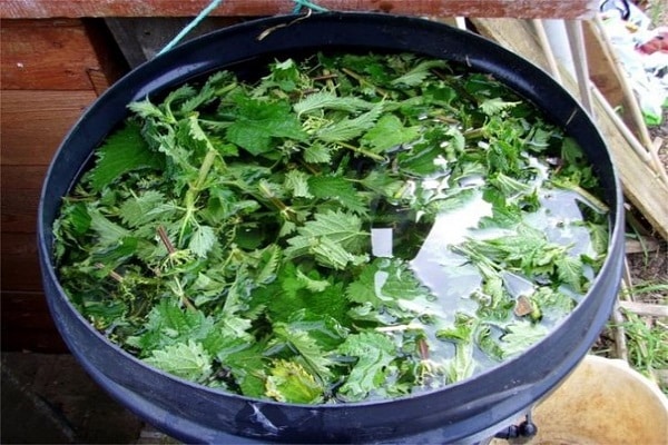 infusion of nettle