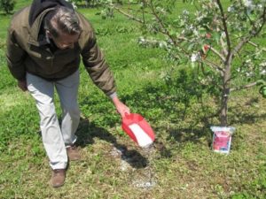 Wie kann man eine Birne im Frühling, Sommer und Herbst füttern, Regeln und Normen der Düngung