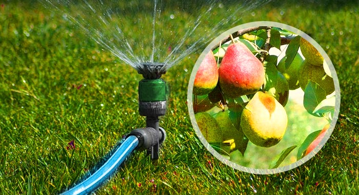 watering pear