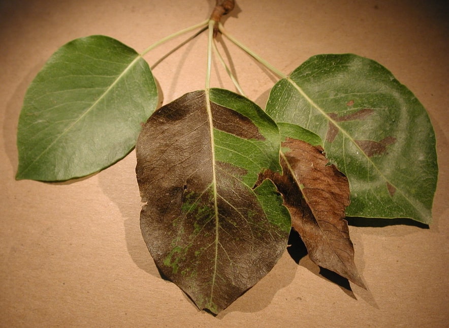 frunzele de pere devin negre