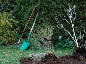 Comment planter correctement un pommier si la nappe phréatique est proche, le choix de la variété et les règles d'entretien